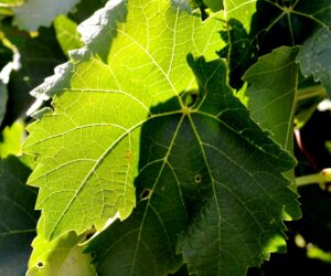 You Can Tell Everything About A Vine By The Leaf